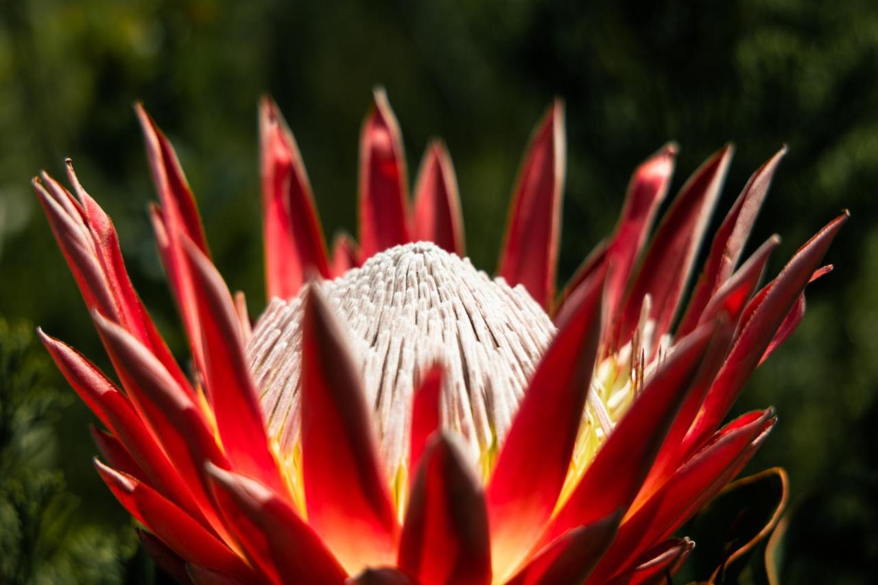 Villa Highlandsview Swellendam Esterno foto
